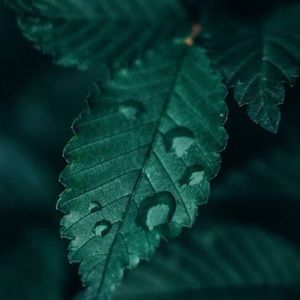 Meet your Posher, Bridget